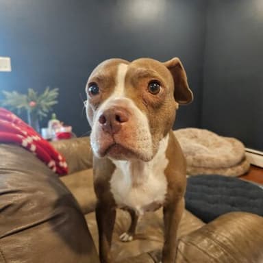 Little Peaches, a sweet tan and white pit bull sitting on a couch