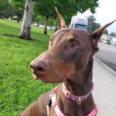 Poodle, a brown Doberman with a pink collar in sunny window light